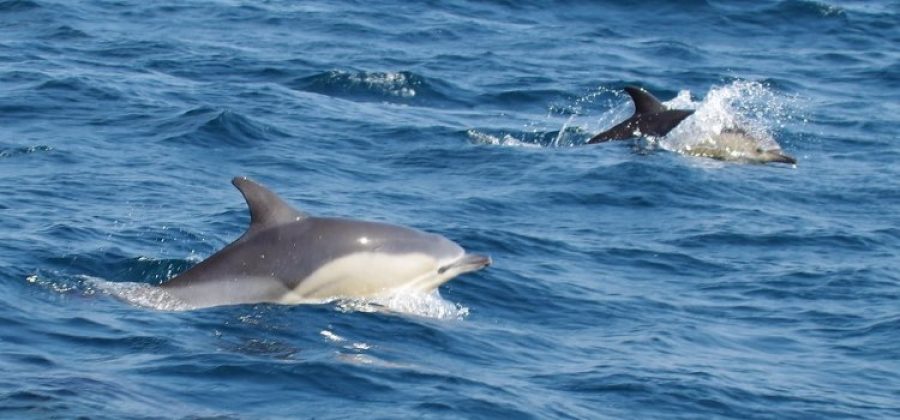 delfini nel mar ligure